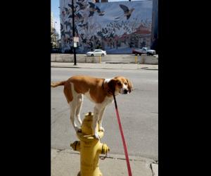 The view better from the top of a Kennedy Valve hydrant